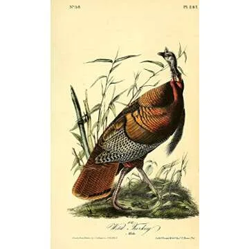 Posterazzi Birds of America 1844 Wild Turkey Poster Print by J.J. Audubon, (18 x 24)