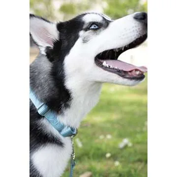 Country Brook Petz Martingale Dog Collar - Heavy-Duty Training Collar with No Buckle - Service Dog C...