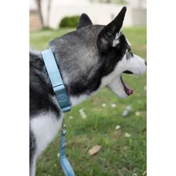 Country Brook Petz Martingale Dog Collar - Heavy-Duty Training Collar with No Buckle - Service Dog Collar for All Pups - Vibrant, Colorful Collection (Ocean Blue, 1 Inch, Medium)