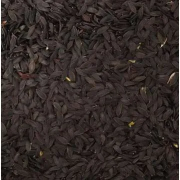 Palm Beach Medicinal Herbs - Wild Lettuce (Lactuca virosa) - Packet of 50 Seeds