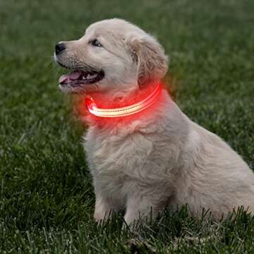 Light Up Dog Collar for Small Dogs - Rechargeable LED Dog Collar Adjustable Reflective Puppy Collar LED Cat Collar, Glowing Safety Dog Lights for Night Walking (XS, Red)
