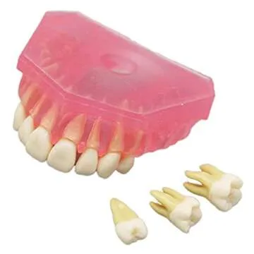 Dentalmall Dental Demonstration teeth Model - Standard Study Teaching dental mode with all Removable Teeth #4004 Silica Gel Material Soft and Bendable Teeth Typodonts