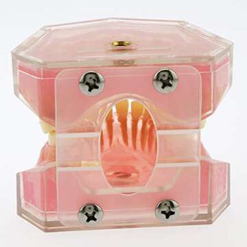 Dentalmall Dental Demonstration teeth Model - Standard Study Teaching dental mode with all Removable Teeth #4004 Silica Gel Material Soft and Bendable Teeth Typodonts