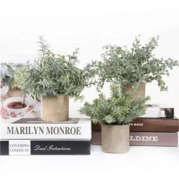 Mini Potted Eucalyptus Plants for Home Decor