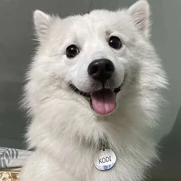 Premium 316 Surgical Grade Stainless Steel Personalized Dog & Cat ID Tags - Fun Shapes for Sporty Outdoor Pets - Custom Engraved Name & Info for Collar Accessories & Pet Necklaces Lighining