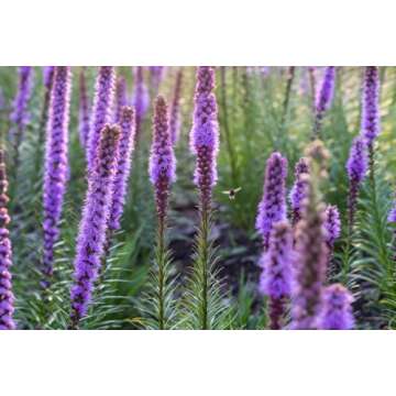 Purple Blazing Star - 5 Fresh Bulbs - Liatris Spicata Flower Bulb - Perennial Gayfeather Plant for P...