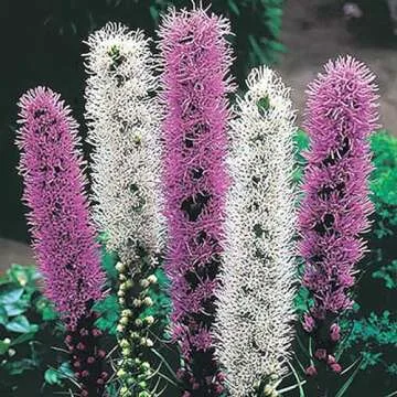 Purple Blazing Star Bulbs - 5 Colorful Perennial Bulbs