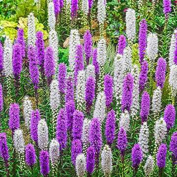 Purple Blazing Star Bulbs - 5 Colorful Perennial Bulbs