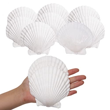 Giftvest 10PCS Natural White Scallop Shells for Crafts