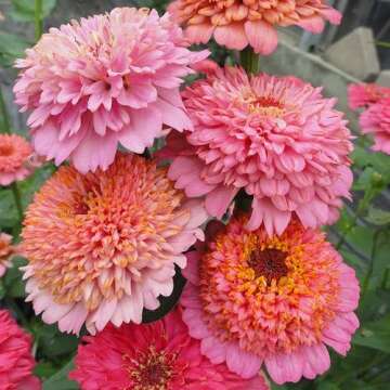 Eden Brothers Zinnia Seeds - Cupcakes Pink Mix, Non-GMO Seeds for Planting, Packet | Low-Maintenance...