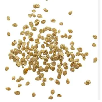 Cherokee Purple Heirloom Tomato Seeds - Large Tomato - One of The Most Delicious Tomatos for Home Growing