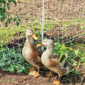 Premier 1 PoultryNet+ Starter Kit for Electric Fencing