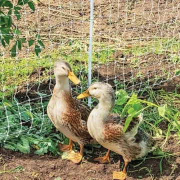 Premier 1 PoultryNet+ Starter Kit for Electric Fencing