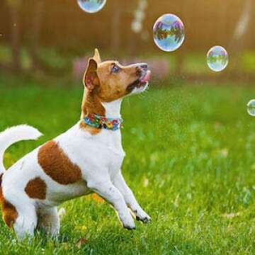 Bubbletastic Bubbles for Dogs 8oz. Bottle of Bacon Bubble Solution - 100% Non Toxic, Tear Free, USA
