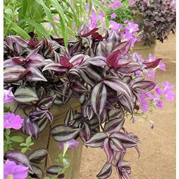 paperhome Wandering Jew - Tradescantia Zebrina - Inch P.Lant 9 Pcs C.uttings Silver Purple Burgundy