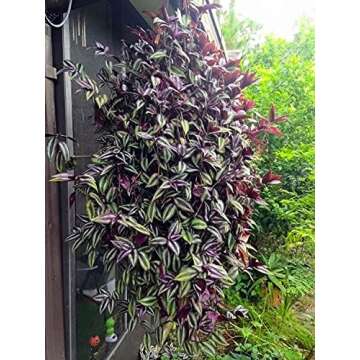 paperhome Wandering Jew - Tradescantia Zebrina - Inch P.Lant 9 Pcs C.uttings Silver Purple Burgundy