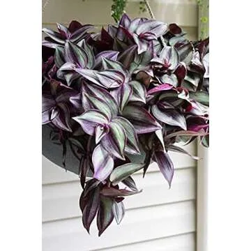 paperhome Wandering Jew - Tradescantia Zebrina - Inch P.Lant 9 Pcs C.uttings Silver Purple Burgundy