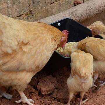 Buy mozoba Hanging Chicken Feeder Trough for Livestock