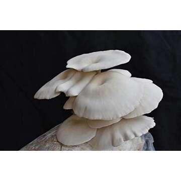 MushroomMediaOnline: Fast Fruiting Pellets, aka Masters Mix (50% Oak and 50% Soy) - Ideal and Fast-Growing Substrate for Mushroom Cultivation, Oyster Mushrooms, Shiitake, and More (40, Pounds)