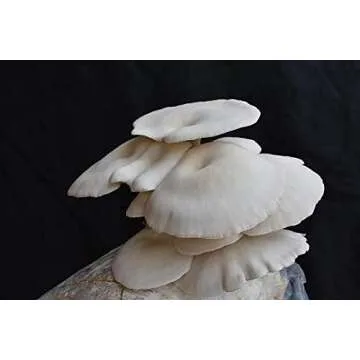 MushroomMediaOnline: Fast Fruiting Pellets, aka Masters Mix (50% Oak and 50% Soy) - Ideal and Fast-Growing Substrate for Mushroom Cultivation, Oyster Mushrooms, Shiitake, and More (40, Pounds)