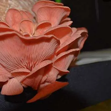 MushroomMediaOnline: Fast Fruiting Pellets, aka Masters Mix (50% Oak and 50% Soy) - Ideal and Fast-Growing Substrate for Mushroom Cultivation, Oyster Mushrooms, Shiitake, and More (40, Pounds)