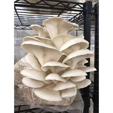 MushroomMediaOnline: Fast Fruiting Pellets, aka Masters Mix (50% Oak and 50% Soy) - Ideal and Fast-Growing Substrate for Mushroom Cultivation, Oyster Mushrooms, Shiitake, and More (40, Pounds)