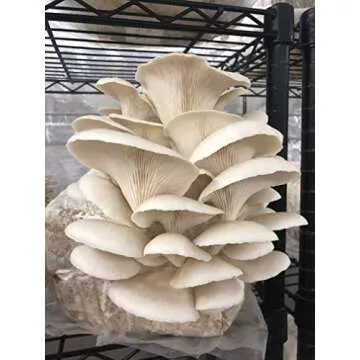 MushroomMediaOnline: Fast Fruiting Pellets, aka Masters Mix (50% Oak and 50% Soy) - Ideal and Fast-Growing Substrate for Mushroom Cultivation, Oyster Mushrooms, Shiitake, and More (40, Pounds)