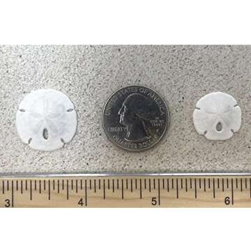 Tumbler Home Sand Dollars 50pcs - Under 1" Inch - Tiny Natural Sand Dollar - Small White Sea Shell for Crafts - Wedding Shells - Bulk