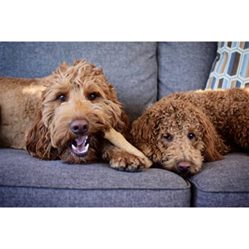 Durable Petstages Super Dogwood Chew Toy - Medium