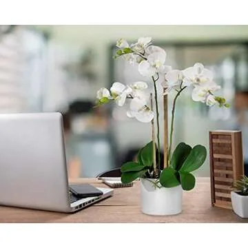Serene Spaces Living 3 White Orchids in Pot - 26" Tall