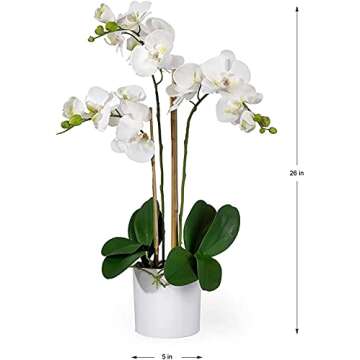 Serene Spaces Living 3 White Orchids in Pot - 26" Tall