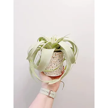 Terrazzo Ceramic Indoor Planter for Small Plants