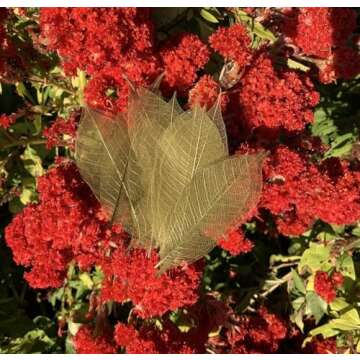 RATREE 888 100 Pcs 4-5 Inch Olive Green Skeleton Leaves Rubber Tree Natural Scrapbook Craft Card DIY Craft Using for Crafts, Bouquets, Scrapbooks, Decorations, Greeting Cards, Wedding Gifts