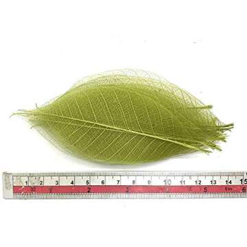 RATREE 888 100 Pcs 4-5 Inch Olive Green Skeleton Leaves Rubber Tree Natural Scrapbook Craft Card DIY Craft Using for Crafts, Bouquets, Scrapbooks, Decorations, Greeting Cards, Wedding Gifts