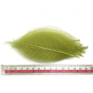 RATREE 888 100 Pcs 4-5 Inch Olive Green Skeleton Leaves Rubber Tree Natural Scrapbook Craft Card DIY Craft Using for Crafts, Bouquets, Scrapbooks, Decorations, Greeting Cards, Wedding Gifts