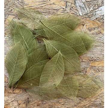 RATREE 888 100 Pcs 4-5 Inch Olive Green Skeleton Leaves Rubber Tree Natural Scrapbook Craft Card DIY Craft Using for Crafts, Bouquets, Scrapbooks, Decorations, Greeting Cards, Wedding Gifts