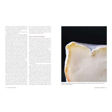 Milk Into Cheese Guide for Homemade Cheesemaking