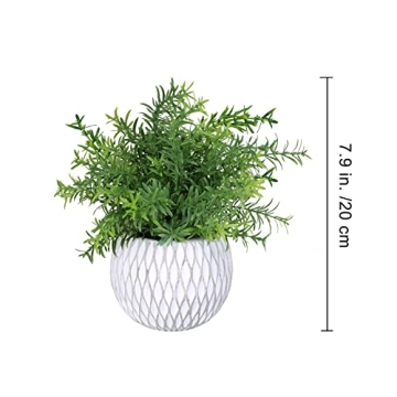 Winlyn Small Potted Plants Perfect for Indoor Decor Gifts