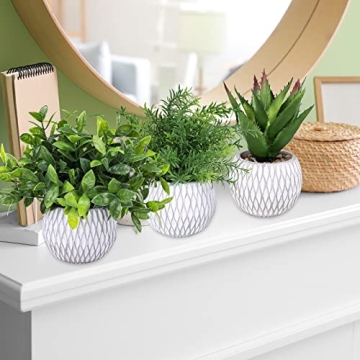 Winlyn Small Potted Plants Perfect for Indoor Decor Gifts