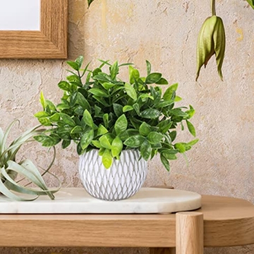 Winlyn Small Potted Plants Perfect for Indoor Decor Gifts