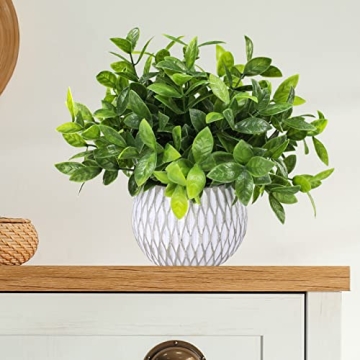 Winlyn Small Potted Plants Perfect for Indoor Decor Gifts
