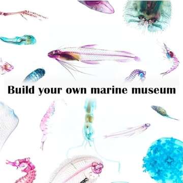 KAIRU ECO-ART STUDIO Diaphonized/ Transparent specimen, Deep sea creature of West Pacific,Squid, Teu...