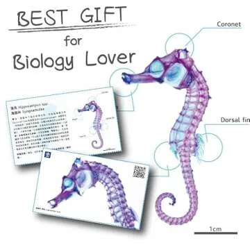 KAIRU ECO-ART STUDIO Diaphonized/ Transparent specimen, Deep sea creature of West Pacific,Squid, Teuthida