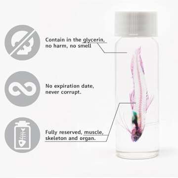 KAIRU ECO-ART STUDIO Diaphonized/ Transparent specimen, Deep sea creature of West Pacific,Squid, Teuthida