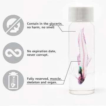 KAIRU ECO-ART STUDIO Diaphonized/ Transparent specimen, Deep sea creature of West Pacific,Squid, Teuthida