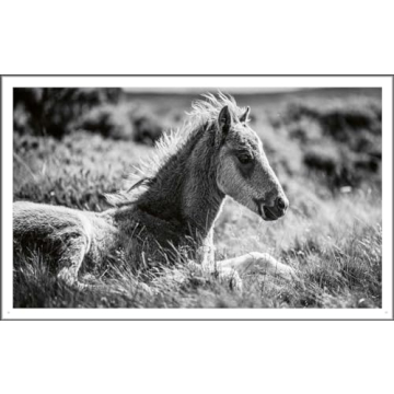 Explore Stunning Wild Horses: A Photography Treasure