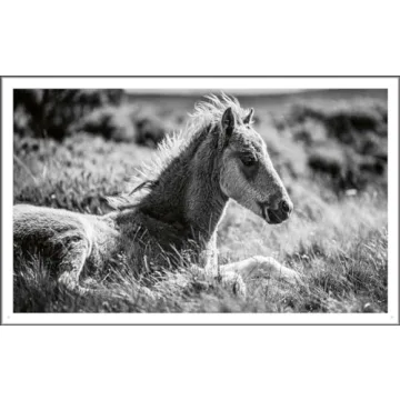 Explore Stunning Wild Horses: A Photography Treasure