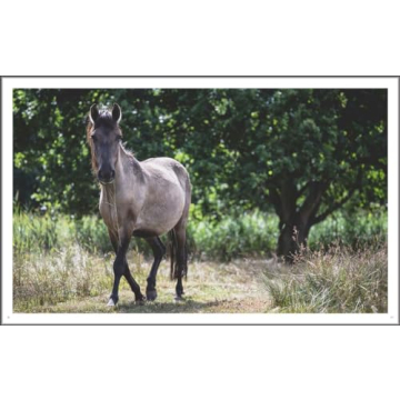 Explore Stunning Wild Horses: A Photography Treasure