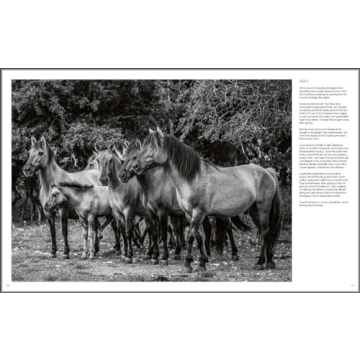 Explore Stunning Wild Horses: A Photography Treasure