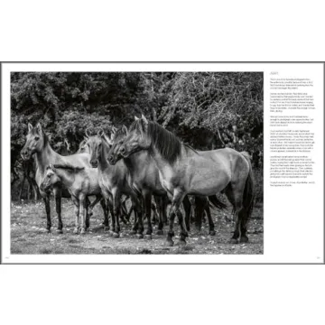 Explore Stunning Wild Horses: A Photography Treasure